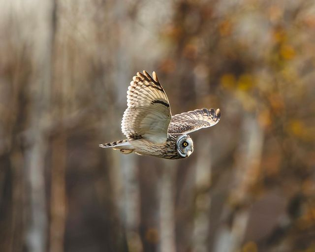 Autumn colours #wildlife #shortearedowl #owl #eliteraptors #eliteowls