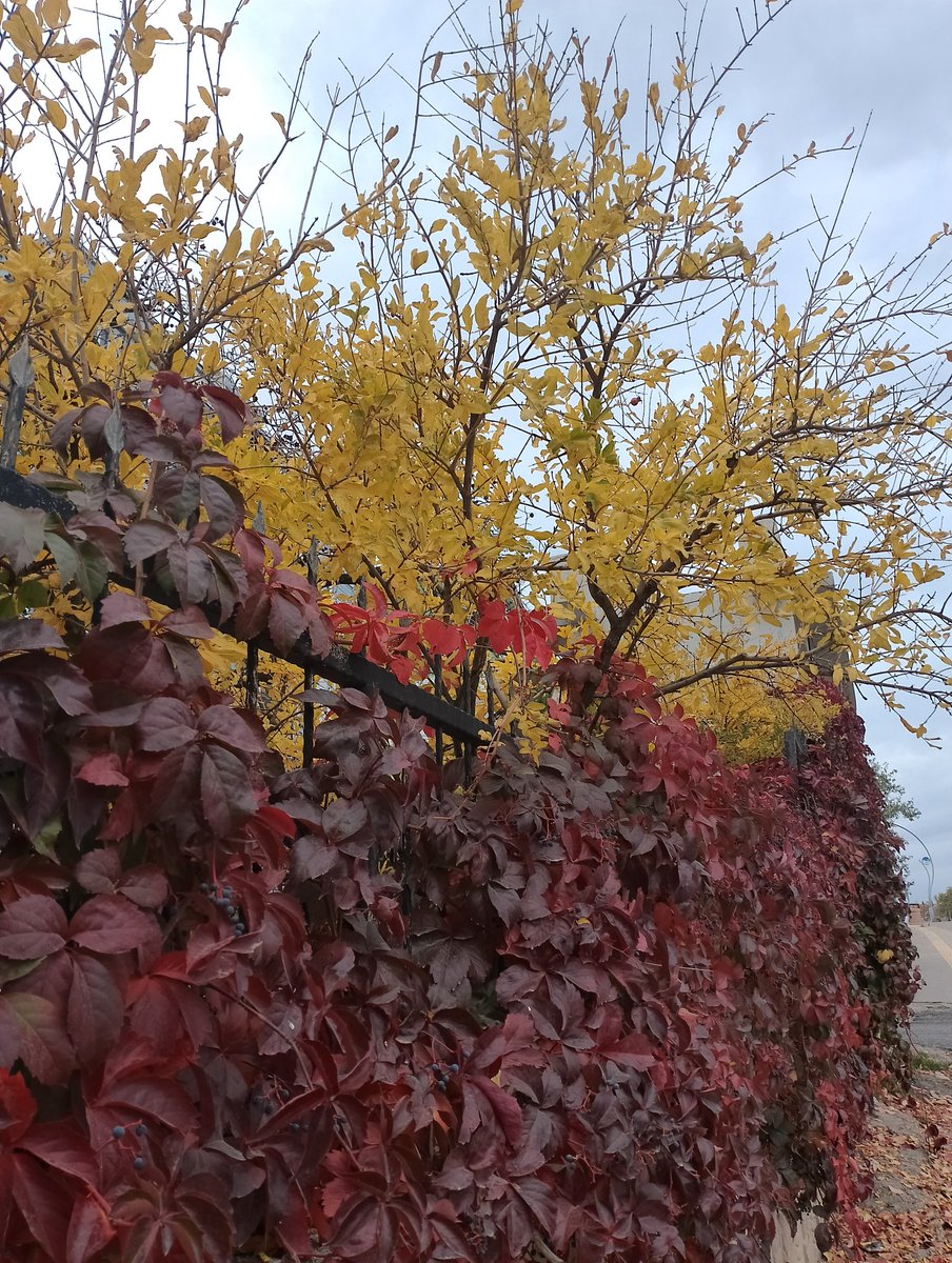 Bir gün gel olur mu❤️🌹🍁