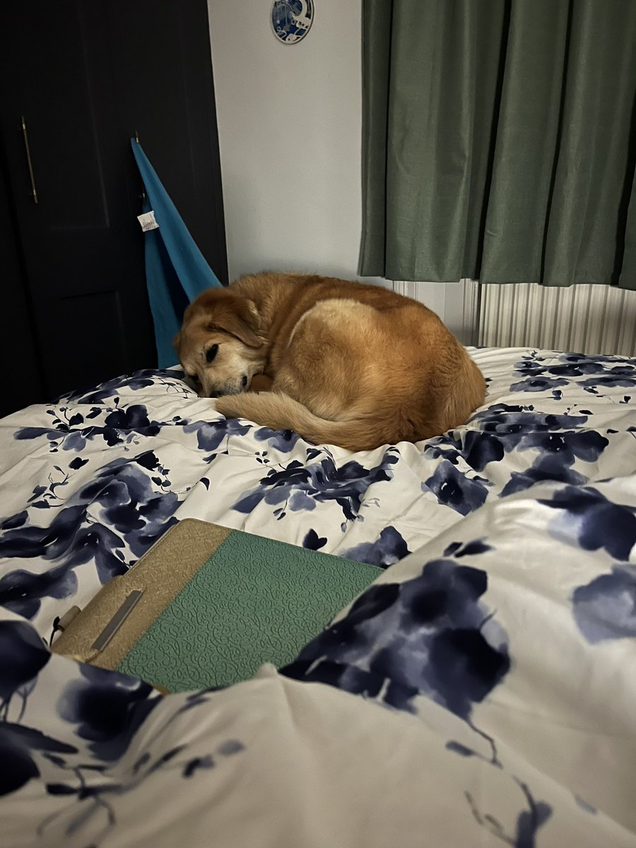 There are mornings I just wish I was a dog