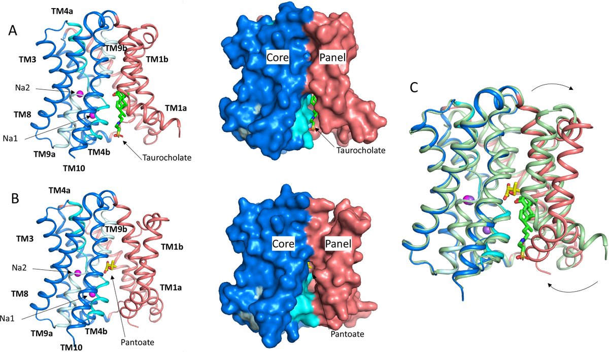 Mechanism of substrate binding and transport in BASS transporters | eLife

doi.org/10.7554/eLife.…