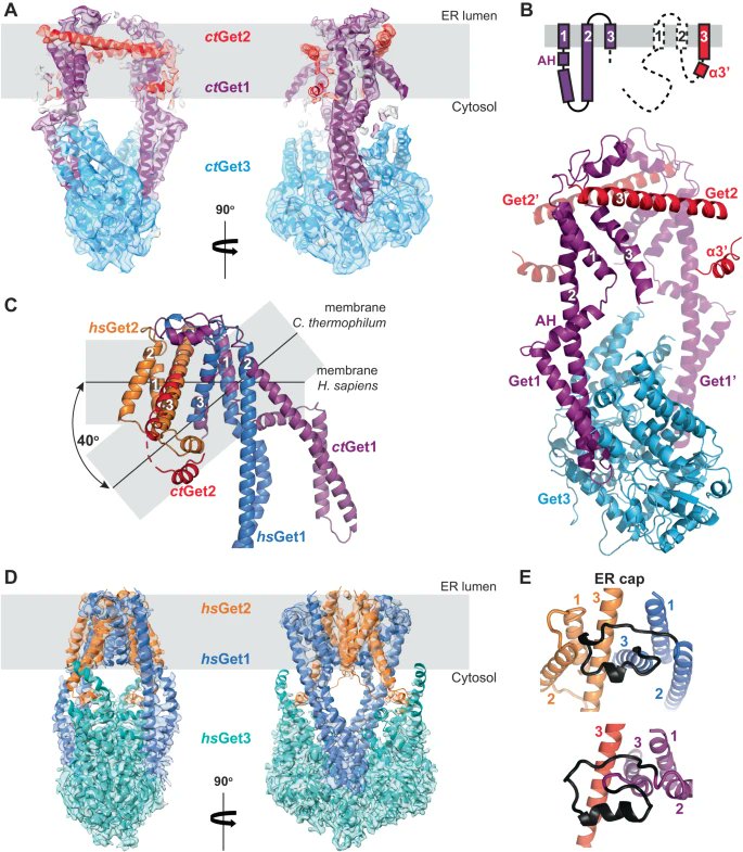 MemProtPDB's tweet photo. The GET insertase exhibits conformational plasticity and induces membrane thinning | Nature Comm

https://t.co/hoGWJcSK6C https://t.co/LIOj0aYhoW