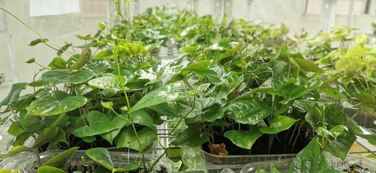 🌿🇬🇭 Mini Yams 🇬🇭🌱

Semi-Autotrophic Hydroponics (SAH) is a clever approach to multiplying plants quickly. It was first used in #Africa for #cassava, but is now being widely used for #yam

These cute🧡 little plants are in the super labs of CSIR-SARI, Tamale, #Ghana

#PROSSIVA