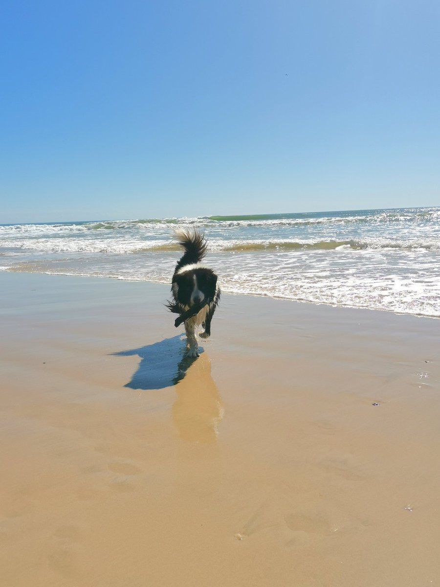 rebbyjj's tweet photo. Miss Moo at her favourite place. I miss you Moo ❤️ https://t.co/nTHabl2mpZ