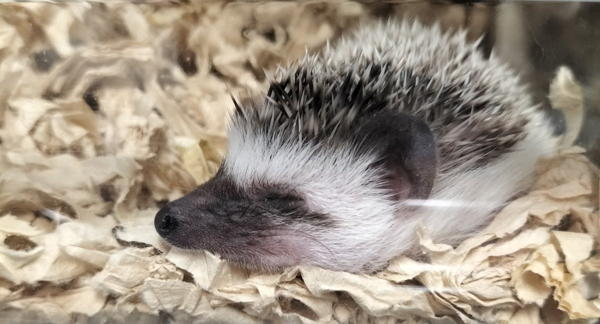 DragonBox11's tweet photo. ハリネズミBabyの寝顔
スヤァ💤

#爬虫類
#長野爬虫類
#駒ヶ根爬虫類
#DragnBox
#爬虫類ショップ
#爬虫類好きの人と繋がりたい
#ハリネズミ
#哺乳類 https://t.co/IUhK2CWYP6