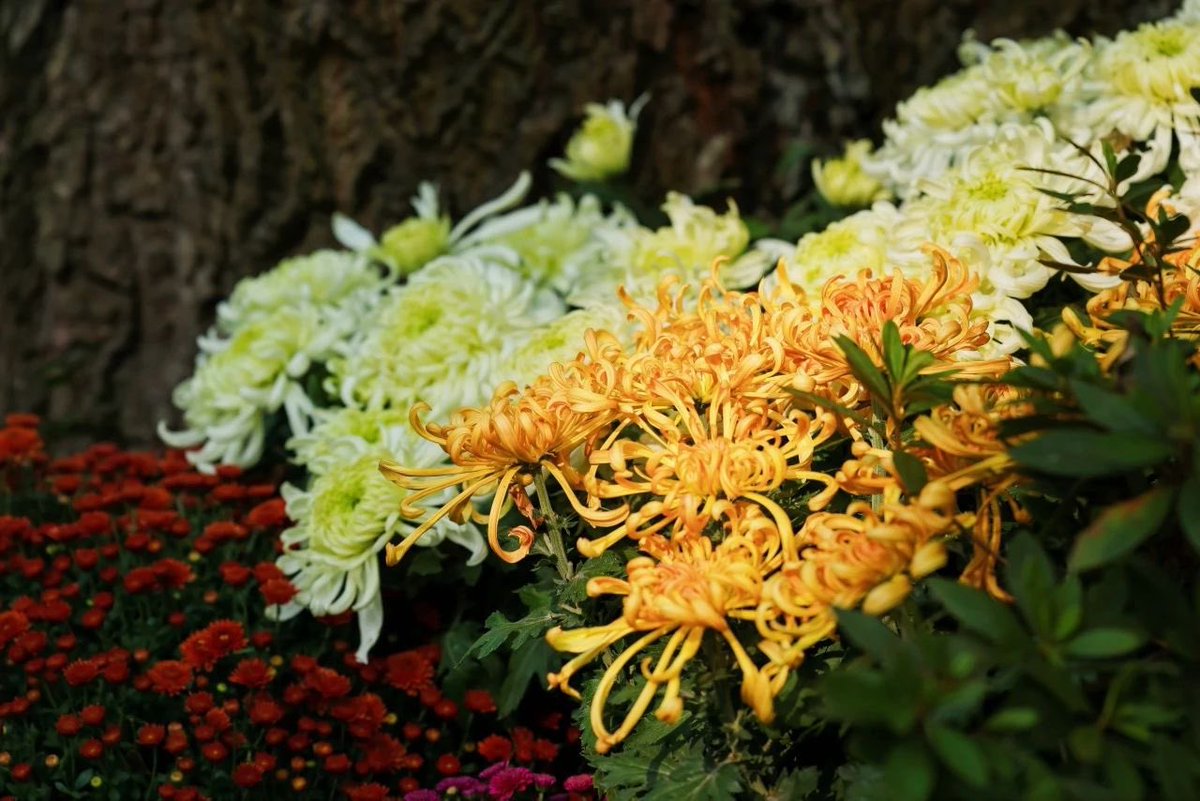 ShangchengVibe's tweet image. It's a good time to admire the beauty of chrysanthemums around the Beginning of Winter. Just come to Hangzhou Botanical Garden, where you can see a variety of chrysanthemums. 🌿🍂How magnificent!