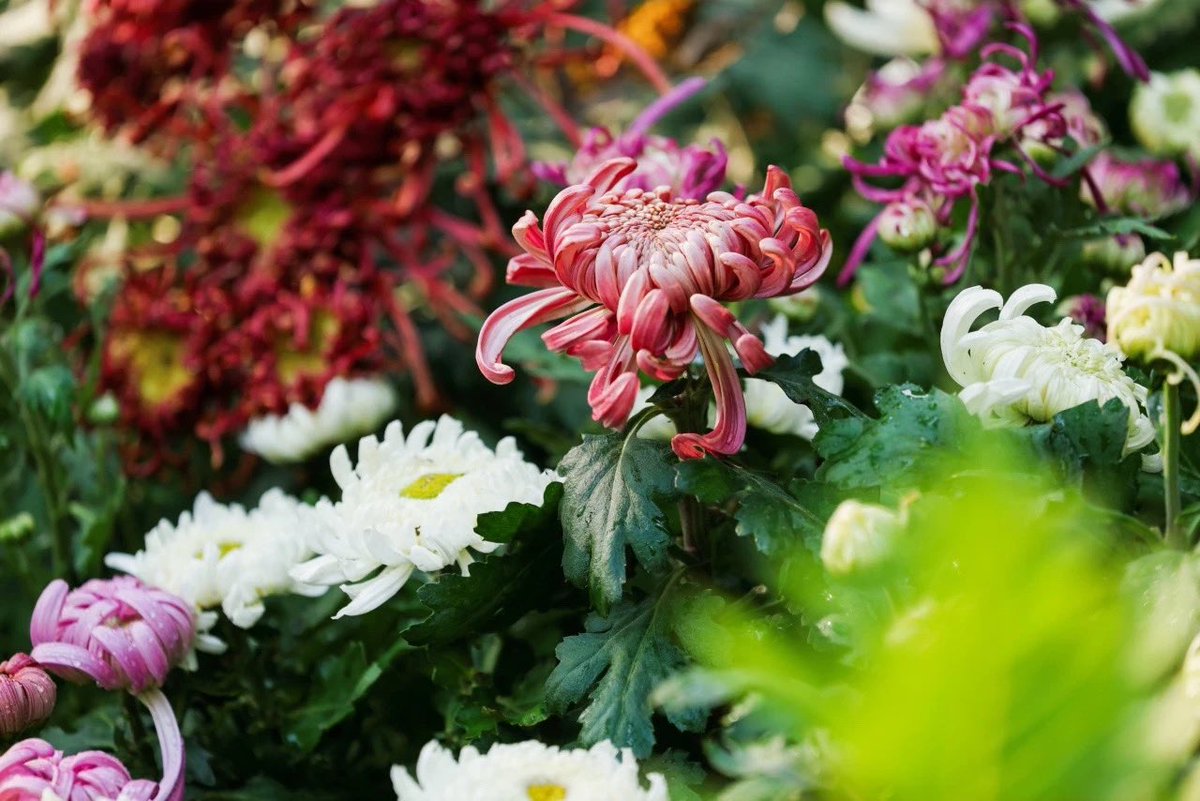 ShangchengVibe's tweet image. It's a good time to admire the beauty of chrysanthemums around the Beginning of Winter. Just come to Hangzhou Botanical Garden, where you can see a variety of chrysanthemums. 🌿🍂How magnificent!