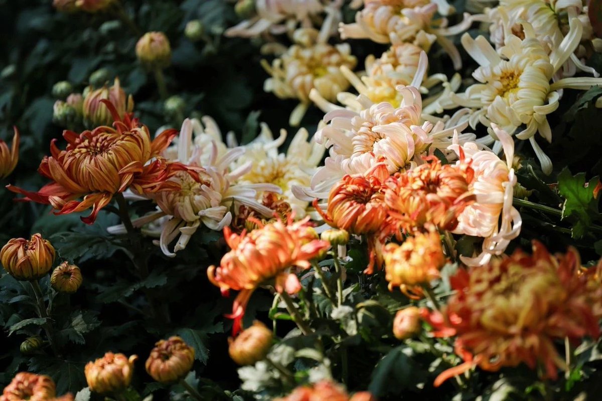 ShangchengVibe's tweet image. It's a good time to admire the beauty of chrysanthemums around the Beginning of Winter. Just come to Hangzhou Botanical Garden, where you can see a variety of chrysanthemums. 🌿🍂How magnificent!