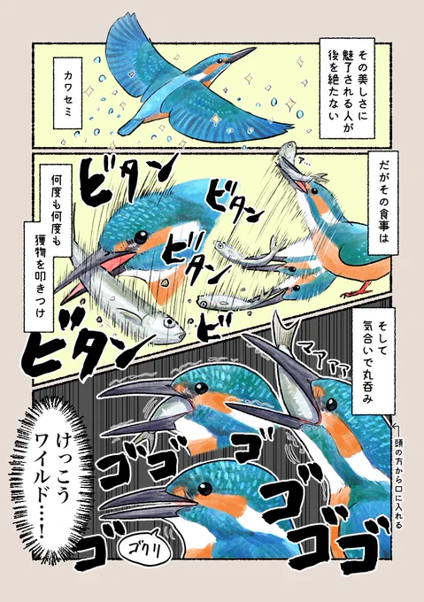 意外と知らない鳥の生活  「カワセミの優雅(?)なお食事」  叩きつけることで、骨を砕き獲物を弱らせ飲み込みやすくします