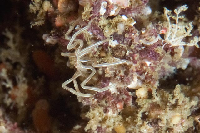 seastung's tweet photo. animals with jointed limbs... a striped sea spider, a hermit crab up against an obstacle, a sponge crab annnnd a hunchback amphipod... #arthropoda #pycnogonida #hermit #amphipod #marinelife #ocean #biodiversity https://t.co/ho7jDztQ9U
