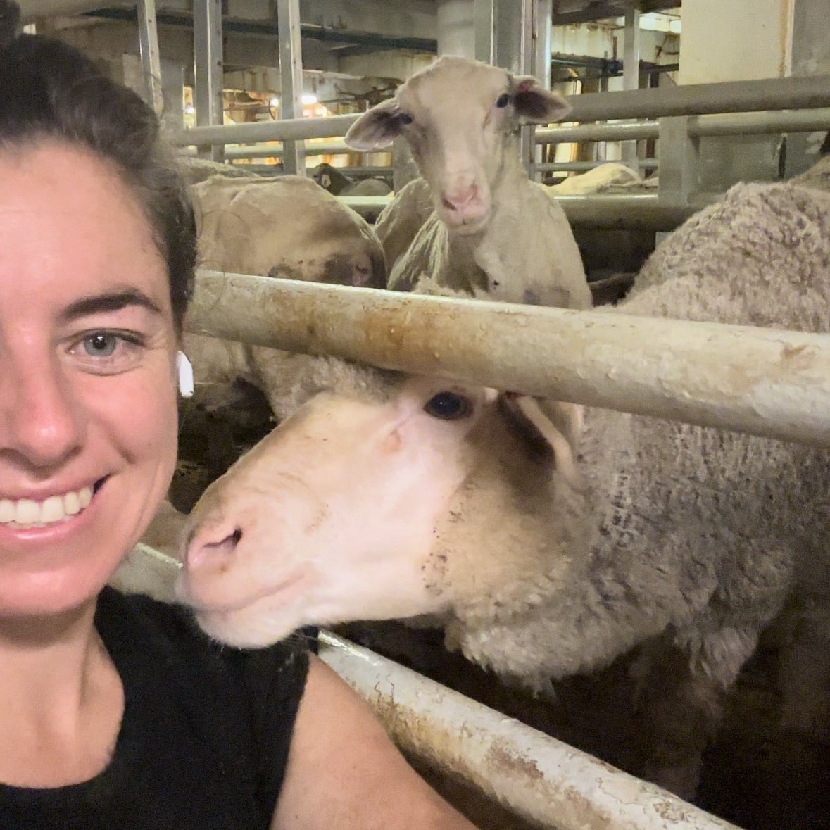 rattle_ya_dags's tweet image. 📸 crossing the equator wearing 100% Merino natures miracle fibre while looking after merinos. I’ve worn these merino shearing Tees every day 🚢from Fremantle to Kuwait to Qatar.
Merino is not only a great thermal it also keeps helps regulate your temp when it’s hot. 
💚Merino🐑