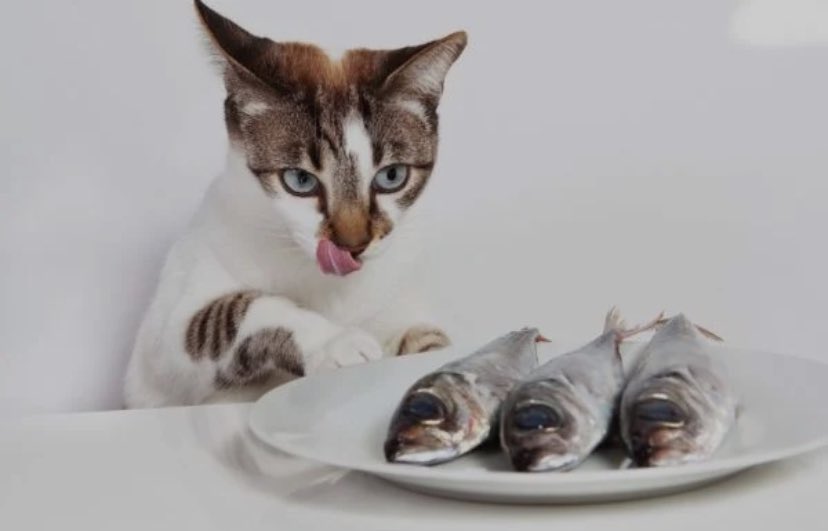 nhagaukids's tweet photo. Work all day to get a plate of fish. Cat still accepts Uber rides. You have to work hard to get pate. Wish everyone happy 🥰🥰🥰
#cat #dog #happy #funny #hardwork #catuber https://t.co/mRTNKIMrWY
