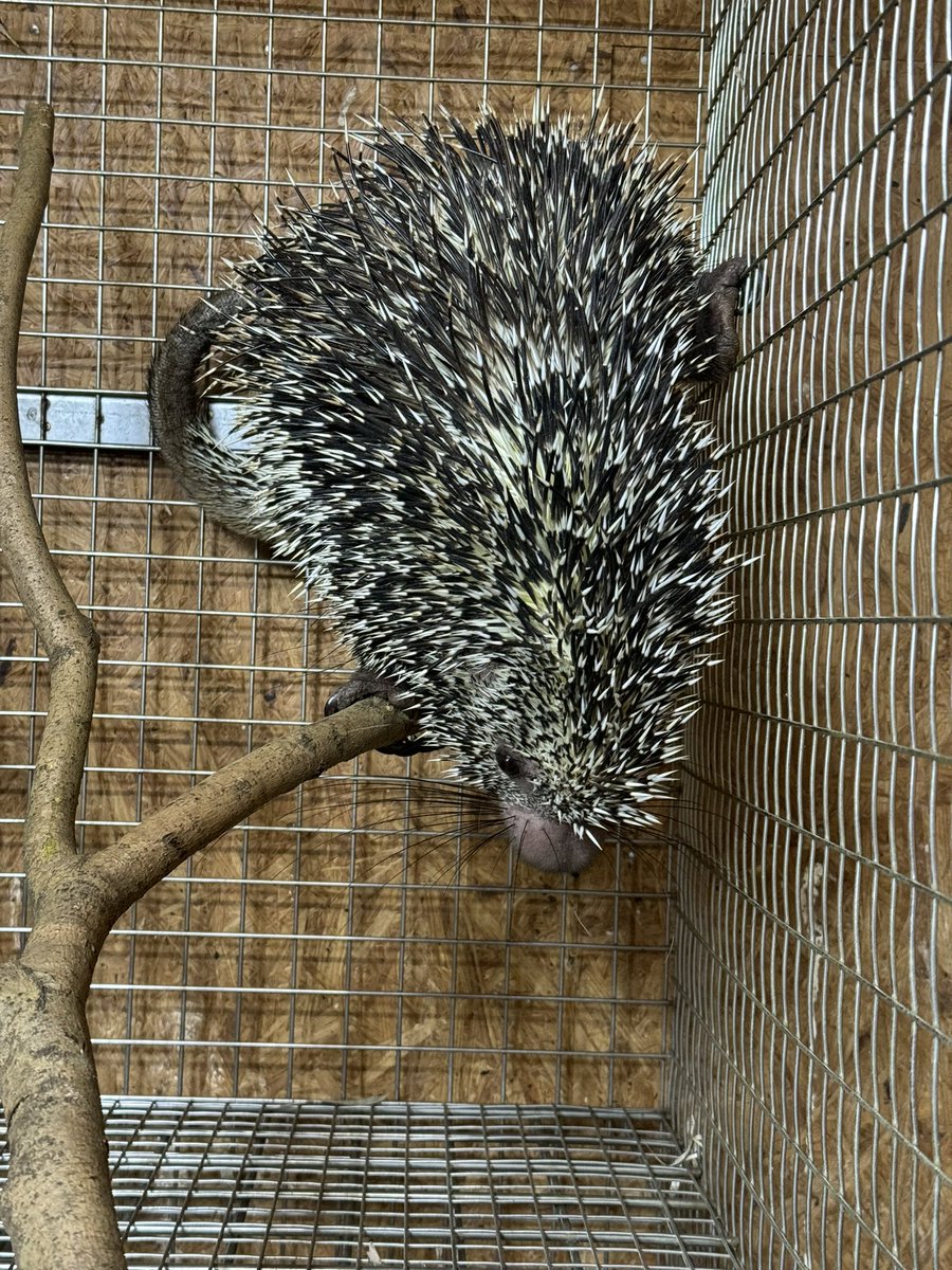 KBromeliads's tweet photo. 午後から猛禽屋さんへ、 久しぶりにオマキ ヤマアラシ (メキシコキノボリ ヤマアラシ)が見れました。めちゃ可愛い😍
#猛禽屋
#オマキヤマアラシ
#キノボリヤマアラシ
#Coendou
#Coendouprehensilis https://t.co/PP1C9fNtfR