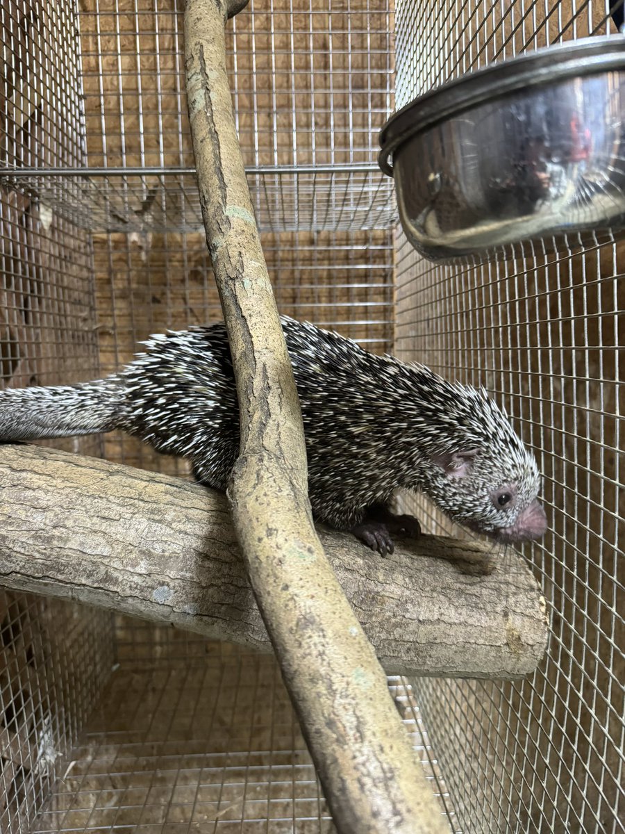 KBromeliads's tweet photo. 午後から猛禽屋さんへ、 久しぶりにオマキ ヤマアラシ (メキシコキノボリ ヤマアラシ)が見れました。めちゃ可愛い😍
#猛禽屋
#オマキヤマアラシ
#キノボリヤマアラシ
#Coendou
#Coendouprehensilis https://t.co/PP1C9fNtfR
