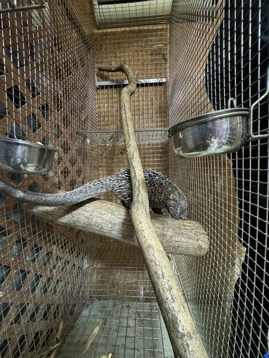 KBromeliads's tweet photo. 午後から猛禽屋さんへ、 久しぶりにオマキ ヤマアラシ (メキシコキノボリ ヤマアラシ)が見れました。めちゃ可愛い😍
#猛禽屋
#オマキヤマアラシ
#キノボリヤマアラシ
#Coendou
#Coendouprehensilis https://t.co/PP1C9fNtfR