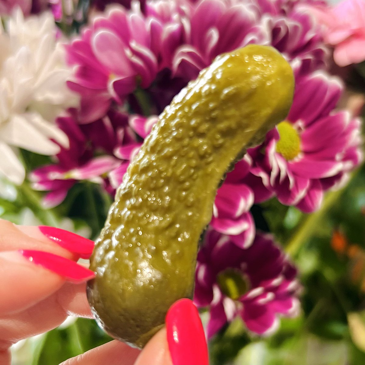 I’ve made it just in time to wish you a Merry #NationalPickleDay! (It’s still Nov. 14th for a few minutes in Los Angeles.)

Here are some never-before-seen photos of the perfect #pickle picked out for my very last #Edinburgh show.

We’ll be back in the U.K. in mid-2024! #2024Tour