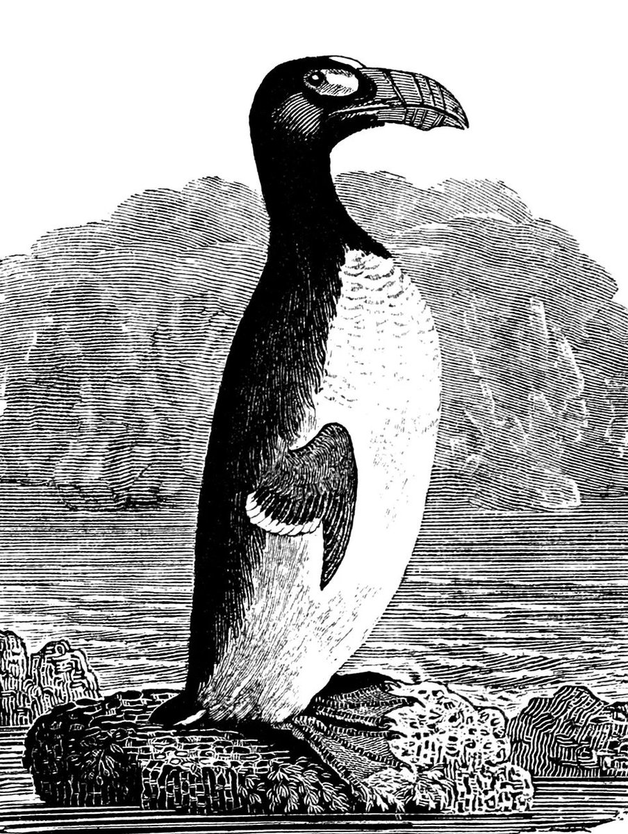 Staffa National Nature Reserve NTS (@staffants) on Twitter photo It's <a href="/LostSpeciesDay/">Lost Species Day</a> commemorating extinct wildlife, like the Great Auk, often due to human actions. Its distant cousins the #puffins are already classed as vulnerable on the red list of conservation concern. Let's do all we can to protect them before it's too late! #NTSseabirds It's <a href="/LostSpeciesDay/">Lost Species Day</a> commemorating extinct wildlife, like the Great Auk, often due to human actions. Its distant cousins the #puffins are already classed as vulnerable on the red list of conservation concern. Let's do all we can to protect them before it's too late! #NTSseabirds