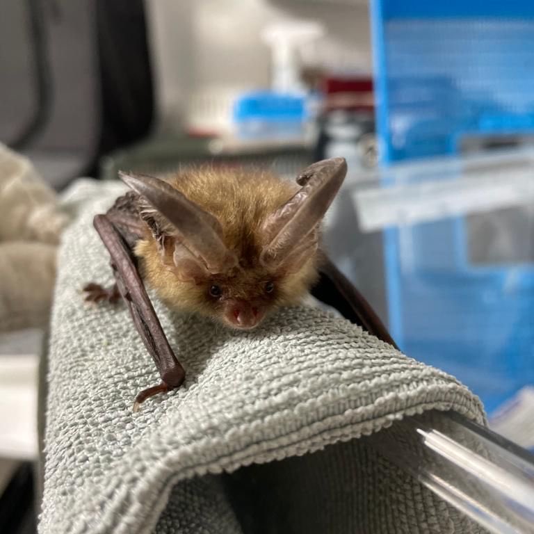 Folly Wildlife Rescue tweet media