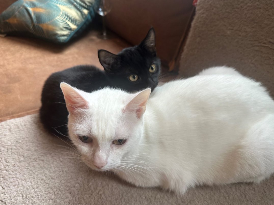 asielbruchem's tweet photo. Ter adoptie: MARIE &amp; DEBBIE! 

Marie en Debbie zijn lief, vrolijk en erg aan elkaar verknocht. Het zou dan ook het allerfijnst zijn als ze samen geplaatst kunnen worden. 

https://t.co/cEihbDoTLf

#teradoptie #poes #poezen #poeszoektthuis #dierenasiel #asieldieren #bruchem https://t.co/rF1qUBWVY1