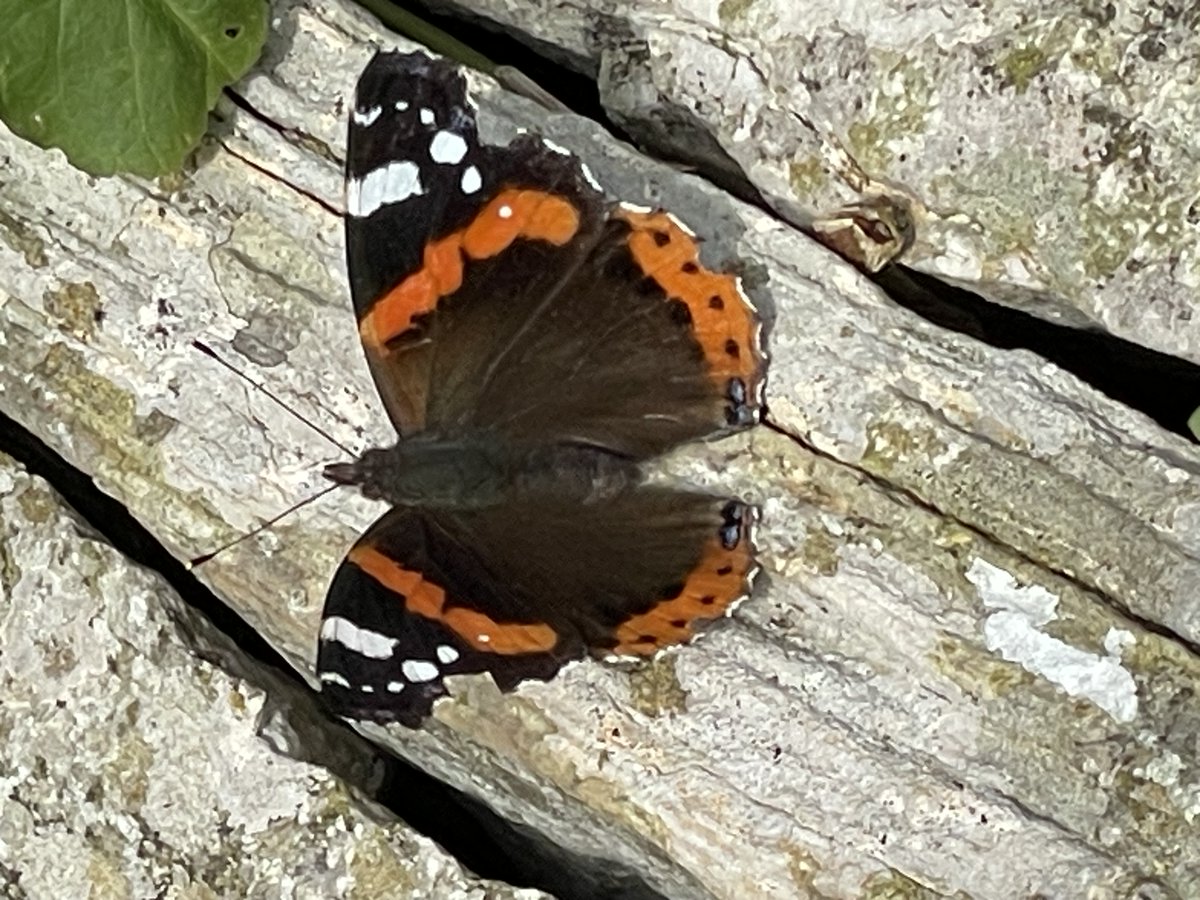 GerryHinde's tweet photo. Still getting plenty of Red Admirals around Rufus Castle. This one (from Monday this week) has a white spot in the red band. @ukbutterflies kindly informs me this aberration is ab. bialbata https://t.co/4osJuDbJZT