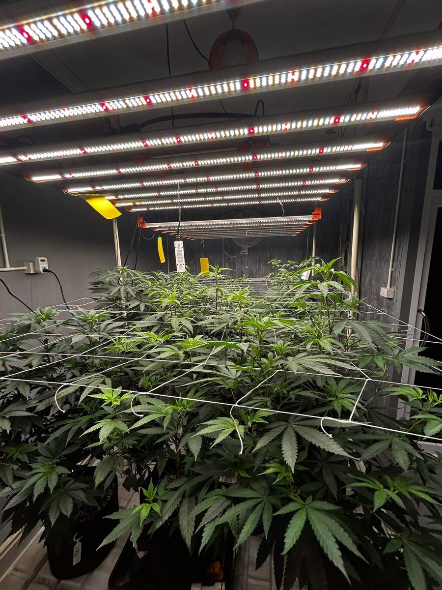 BAIPHO420's tweet photo. 🥅TO DAY SCROG🥅  Pls Following #cannabisculture #cannabisgrower #กัญชา #กัญชาog #กัญชากรุงเทพ #กัญชานครสวรรค์ #กัญชานอก #ฟาร์มกัญชา #พันลำกัญชา #ปลูกกัญชา #กัญชาไทย #กัญชาโอจี #กัญชาออแกนิค #กัญชาราคาถูก https://t.co/dPpY9byW3m