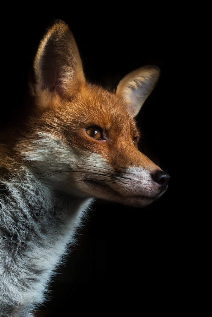 If you saw yesterdays post, here's Charlie all grown up. #foxoftheday <a href="/ChrisGPackham/">Chris Packham</a>