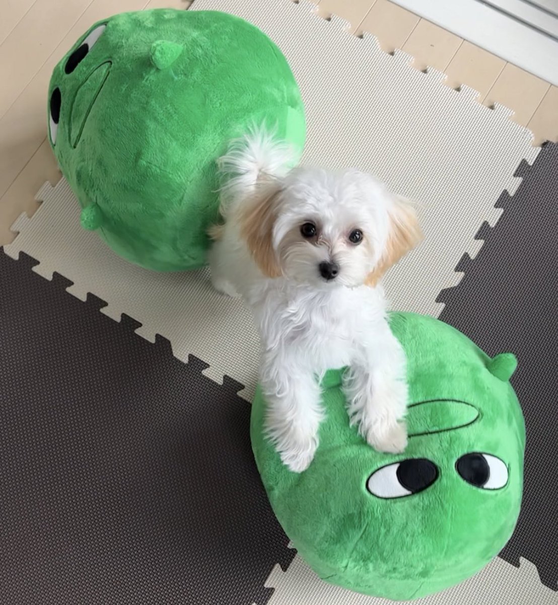 マエスケ ビッグぬいぐるみ 受注生産 スモールマエスケ