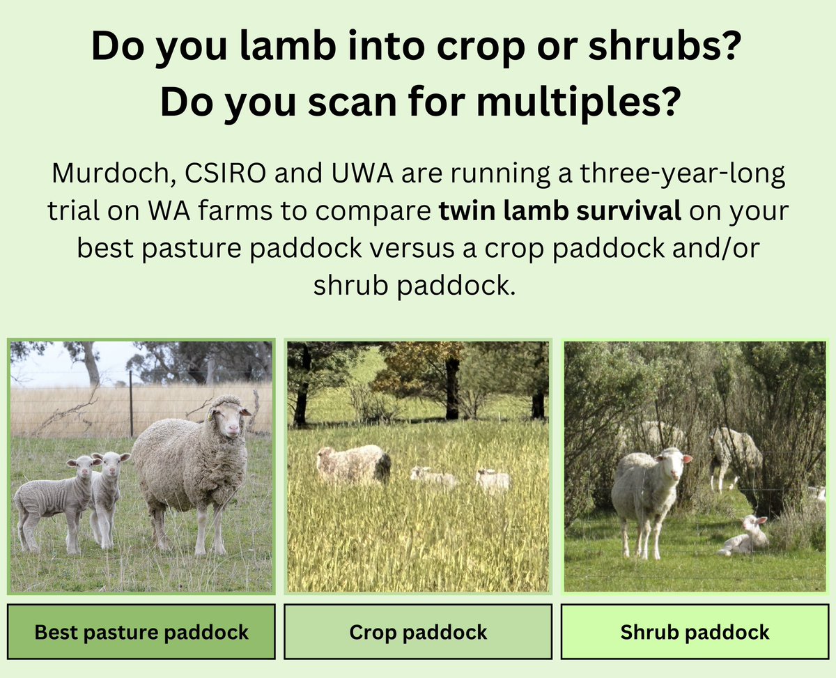 Georgia Welsh (@georgiawelsh10) on Twitter photo WA Producers!! 📢
<a href="/Serina_Hancock/">Serina</a> and I will be running the shelter and lamb survival project again next year.
If you are interested in participating, please email georgia.welsh@murdoch.edu.au or s.hancock@murdoch.edu.au to find out more! 🐑🌾🌱 WA Producers!! 📢
<a href="/Serina_Hancock/">Serina</a> and I will be running the shelter and lamb survival project again next year.
If you are interested in participating, please email georgia.welsh@murdoch.edu.au or s.hancock@murdoch.edu.au to find out more! 🐑🌾🌱