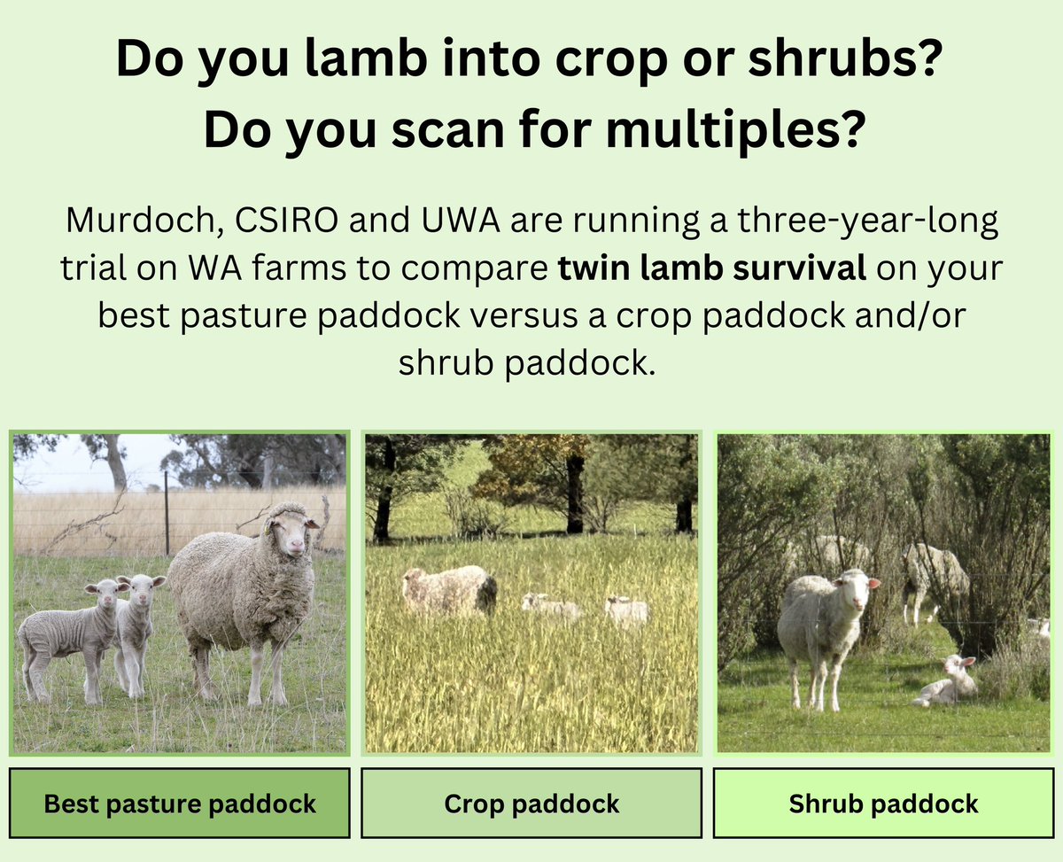 WA Producers!! 📢 @Serina_Hancock and I will be running the shelter and lamb survival project again next year. If you are interested in participating, please email georgia.welsh@murdoch.edu.au or s.hancock@murdoch.edu.au to find out more! 🐑🌾🌱