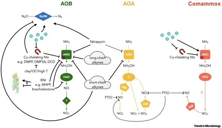 Akos T. Kovacs (@evolvedbiofilm) on Twitter photo Enhancing agroecosystem nitrogen management: microbial insights for improved nitrification inhibition
<a href="/TrendsMicrobiol/">Trends in Microbiology</a> by <a href="/BeeckmanFabian/">Fabian Beeckman</a> et al from <a href="/HansMotte/">Hans Motte</a>
sciencedirect.com/science/articl… Enhancing agroecosystem nitrogen management: microbial insights for improved nitrification inhibition
<a href="/TrendsMicrobiol/">Trends in Microbiology</a> by <a href="/BeeckmanFabian/">Fabian Beeckman</a> et al from <a href="/HansMotte/">Hans Motte</a>
sciencedirect.com/science/articl…