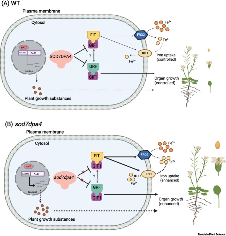 Santosh Satbhai (@santosh7bhai) on Twitter photo Happy to share that our spotlight article entitled "SOD-GIF-FIT module controls plant organ size and iron-uptake" is available online now in <a href="/TrendsPlantSci/">TrendsPlantSci</a> Congratulations to <a href="/DEEPSHI40871799/">DEEP SHIKHA</a>, Ankit & <a href="/wheat_biology/">Ajay K Pandey (@pandeyak1974.bsky.social)</a> <a href="/DBS_IISERM/">Dept. of Biological Sciences (DBS), IISER Mohali</a> <a href="/IiserMohali/">IISER Mohali</a>
authors.elsevier.com/a/1i5St4rGdjWa… Happy to share that our spotlight article entitled "SOD-GIF-FIT module controls plant organ size and iron-uptake" is available online now in <a href="/TrendsPlantSci/">TrendsPlantSci</a> Congratulations to <a href="/DEEPSHI40871799/">DEEP SHIKHA</a>, Ankit & <a href="/wheat_biology/">Ajay K Pandey (@pandeyak1974.bsky.social)</a> <a href="/DBS_IISERM/">Dept. of Biological Sciences (DBS), IISER Mohali</a> <a href="/IiserMohali/">IISER Mohali</a>
authors.elsevier.com/a/1i5St4rGdjWa…