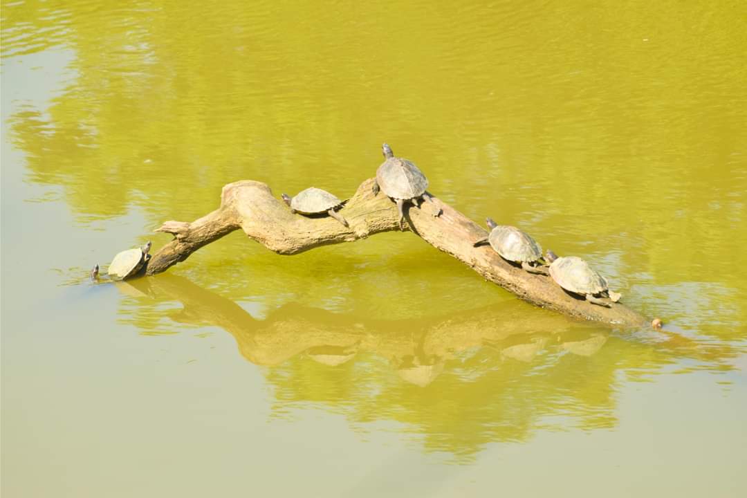 aaranyak's tweet photo. Sun therapy is in progress. #wildlife #nature #sunbath https://t.co/uPngRJx1c3