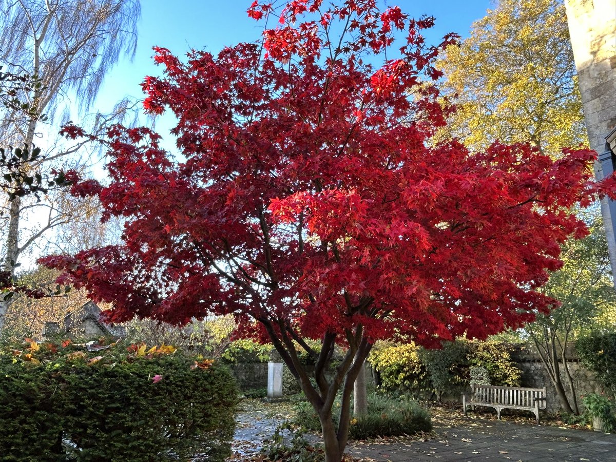 … some beautiful Autumn colour on the way to the @mayowynnebaxter Lewes office 😍🍁🍂🍃