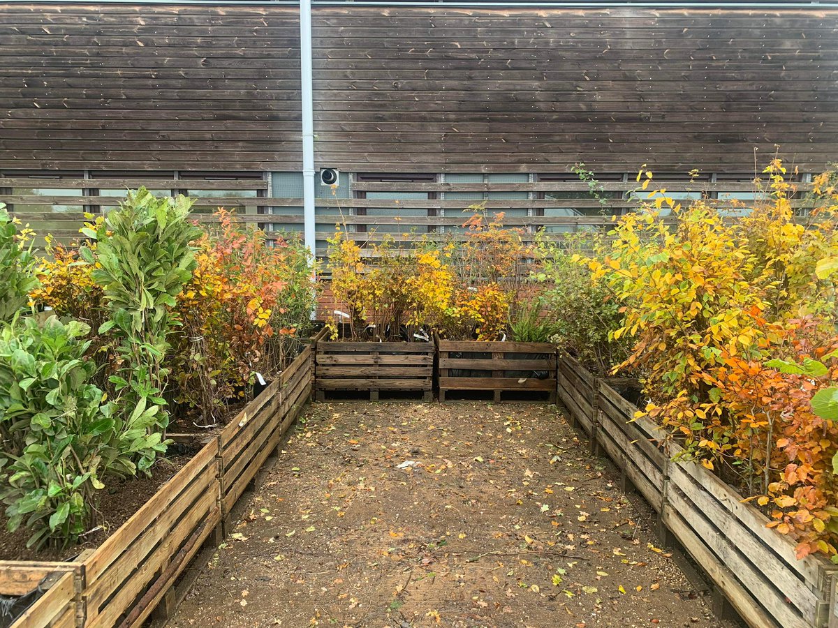 Whether it is container grown, Rootballed or Bare Root, we have #hedge #plants to suit your project in stock now. Visit our Cash & Carry (CV23 9QQ), or email lewis@bernhardsnurseries.co.uk or sales@bernhardsnurseries.co.uk for a quote. #peatfree #ukgrower #horticulture
