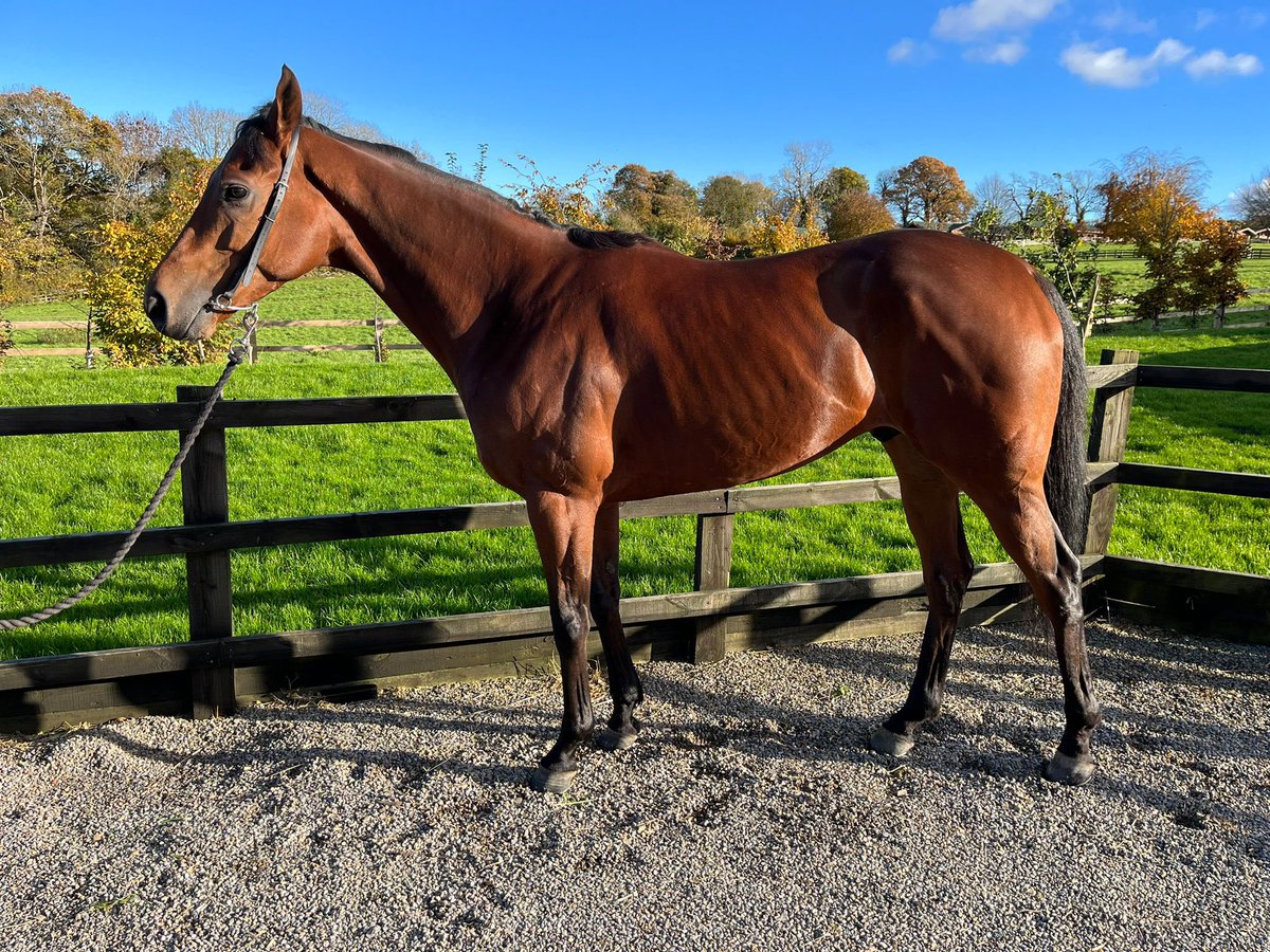 Maximum Racing (@racingmaximum) on Twitter photo 🏇🏻Runner 15/11/2023🏇🏻
Horse: Sarkha
Trainer: <a href="/phil_makin_/">Phillip Makin</a>
Jockey: Shane Gray
Time: 15:05 at <a href="/NewcastleRaces/">Newcastle Racecourse</a>
Good luck to connections.
#ownaracehorse #racehorseownership #racehorseowners 🏇🏻Runner 15/11/2023🏇🏻
Horse: Sarkha
Trainer: <a href="/phil_makin_/">Phillip Makin</a>
Jockey: Shane Gray
Time: 15:05 at <a href="/NewcastleRaces/">Newcastle Racecourse</a>
Good luck to connections.
#ownaracehorse #racehorseownership #racehorseowners