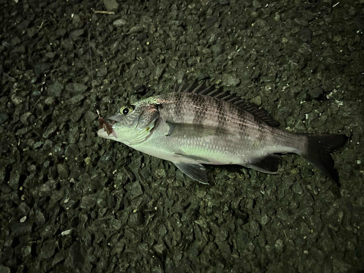 水澄み過ぎててダメでした