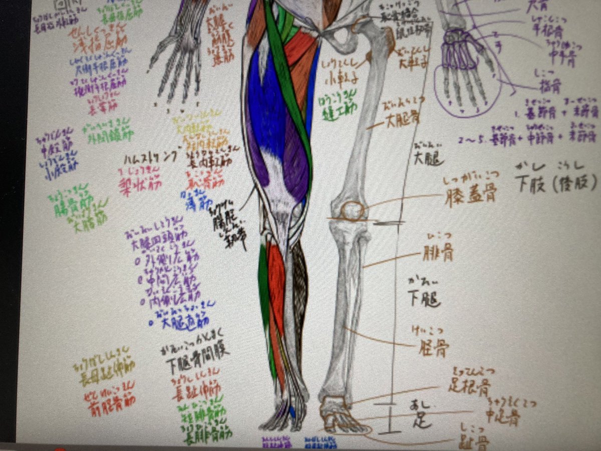 今日のデジタル板書 #美術解剖学 #京都精華大学