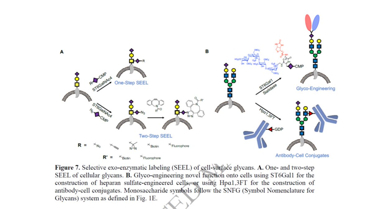 New review on glycosyltransferases as versatile tools to study the biology of glycans: synthetic strategies allowing for site/branch-specific display of glycoepitopes, selective glyco-epitope editing, selective glycan subclass labeling  tinyurl.com/y9bb67ch

#glycotime