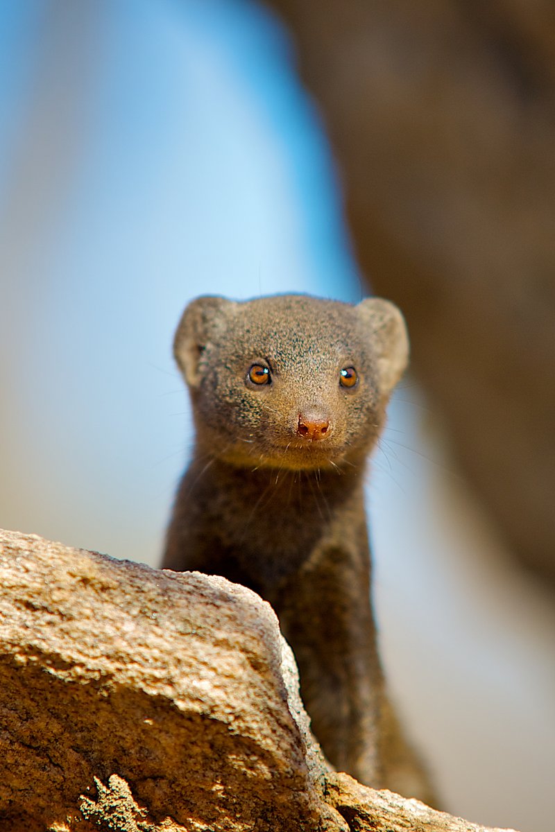 Dwarf Mongoose tweet media