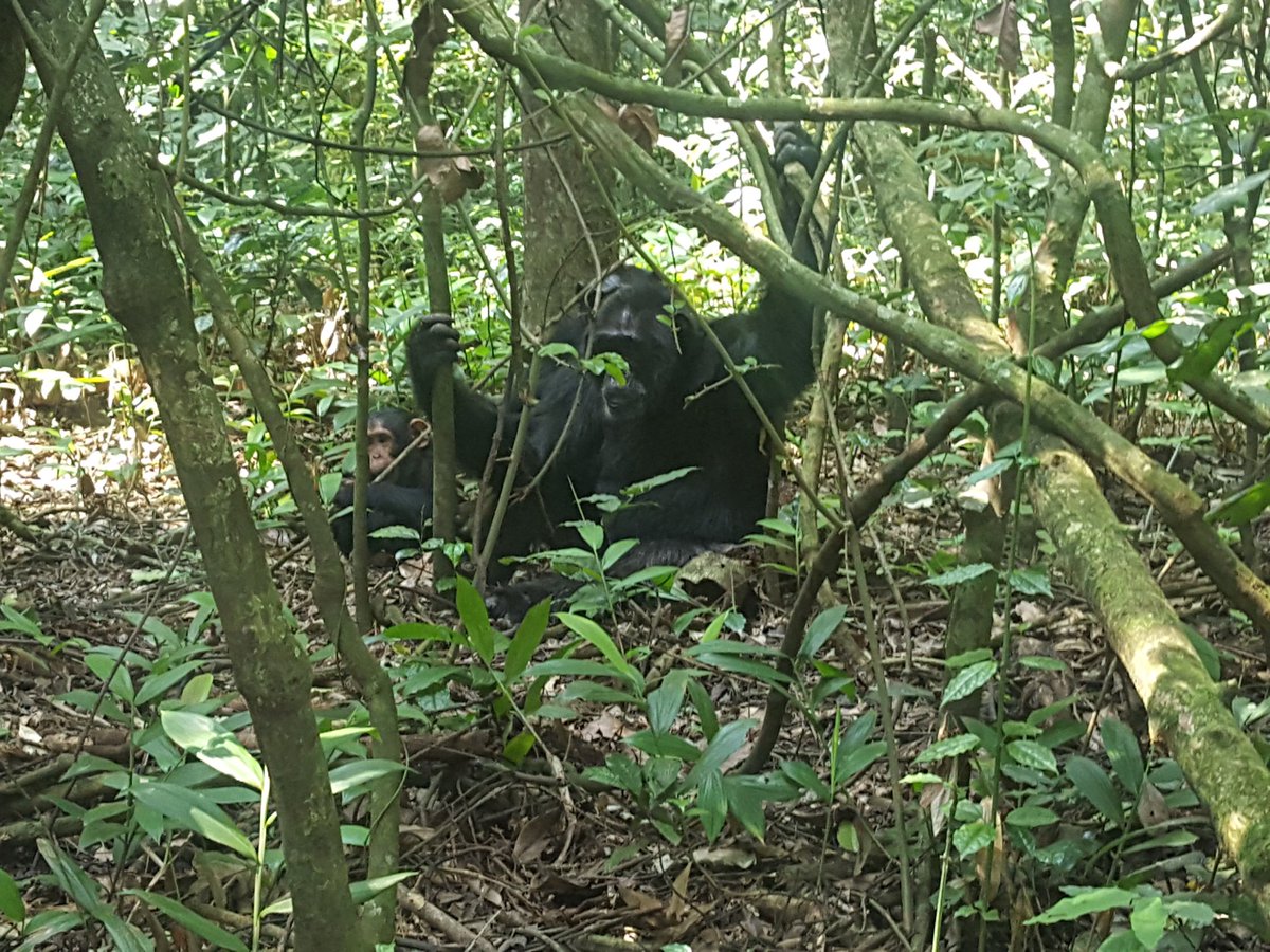 Murchison Falls National Park tweet media