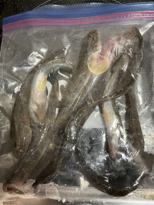 ほんじつのちょうか
マハゼ10匹 