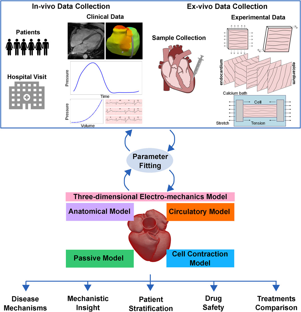 Aaaaah our latest cardiac mechanics review is out! 💓⚙️ 

Wish I had this in the early (or late) days of my PhD to really understand how this world works😅

Available #OpenAccess at <a href="/FrontPhysics/">Frontiers - Physics</a> 

frontiersin.org/articles/10.33…