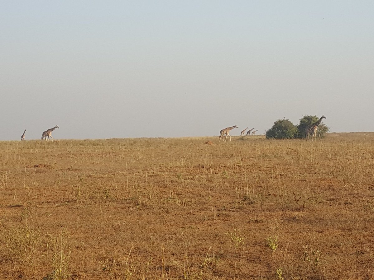 Murchison Falls National Park tweet media