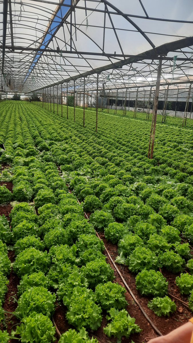 Sizin oralarda marul ne kadar?
Bu tarla musterisi yok diye cop oldu.
#marul #sebze