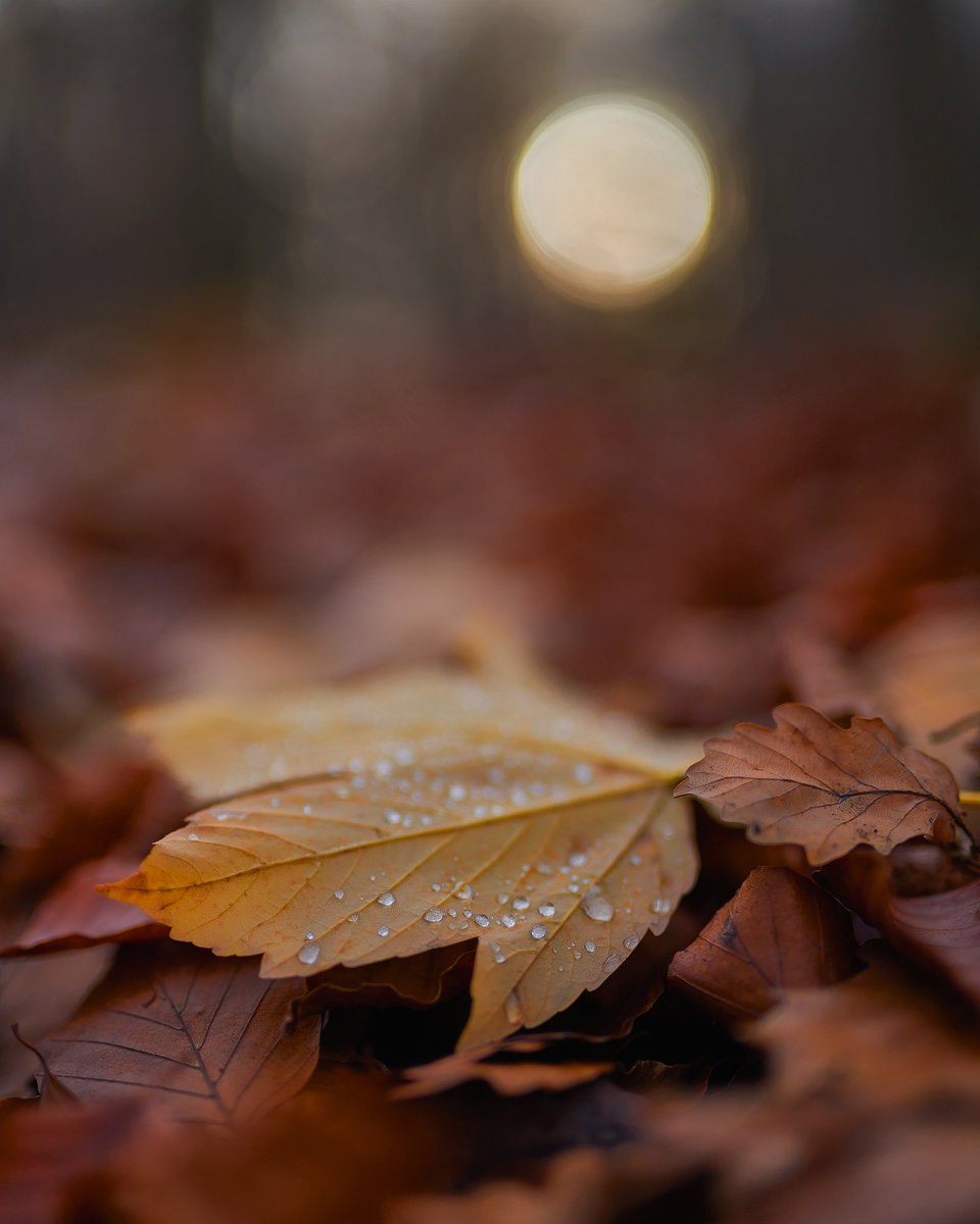 Enjoy the little things!
Embracing the beauty in simplicity. Despite the fog and rain, Autumn paints the world in vivid hues! Taking a stroll through the enchanted woods, savoring the little things that make this season so magical. 
#photography #landscapephotography
