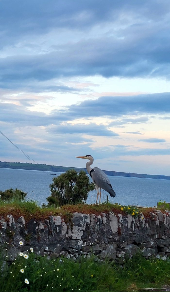 ' Graceful Grey Heron '
#DailyPictureTheme #birds
<a href="/DailyPicTheme2/">Daily Picture Theme</a> 
#Ring  #Waterford
