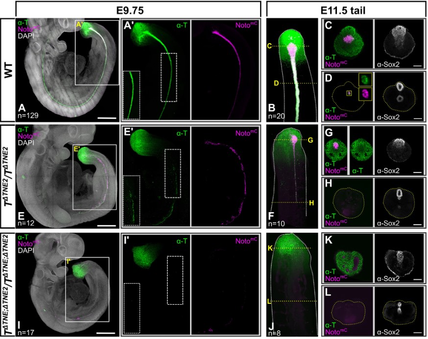 Genome-wide identification of notochord enhancers comprising the regulatory landscape of the brachyury locus in mouse

Read this #OpenAccess Research Article by <a href="/d_schifferl/">Dennis</a>, Frederic Koch, Bernhard Herrmann and colleagues <a href="/MPI_MolGen/">MPI for Molecular Genetics</a>:

journals.biologists.com/dev/article/15…