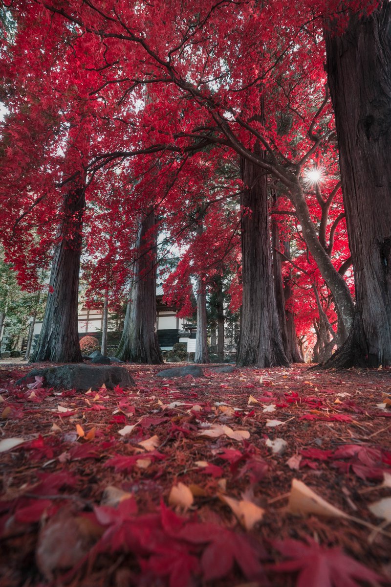 深紅に染まる美しい長円寺