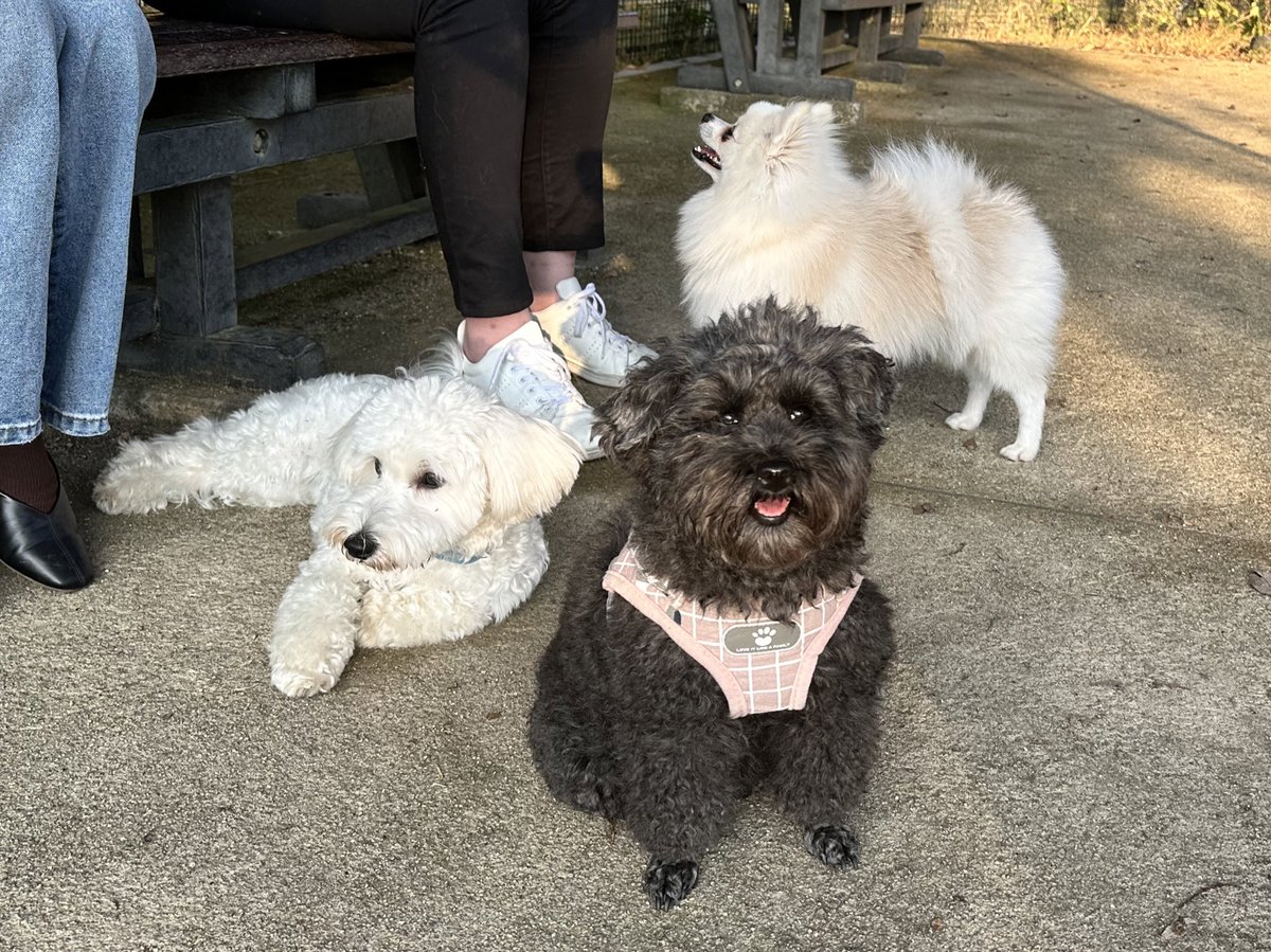 オーダー受け付け中　カメリアのワンちゃん達 27Gallery @dakarasapiri オンライン抽選販売がスタートしました