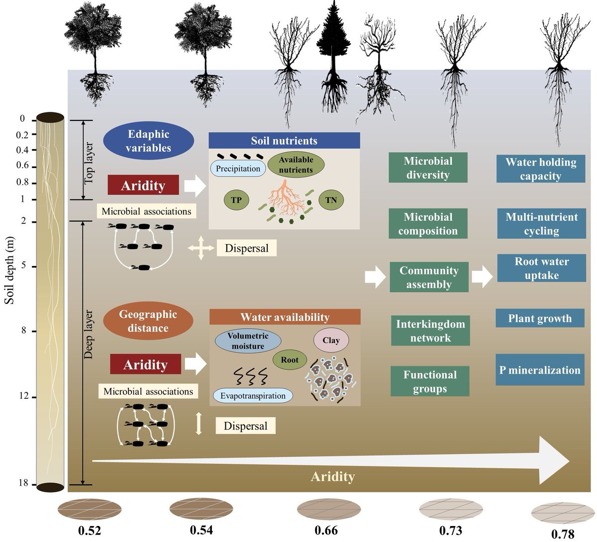 || NEW RESEARCH ||
Deciphering microbiomes dozens of meters under our feet and their edaphoclimatic and spatial drivers 

📄 buff.ly/49xYJbx