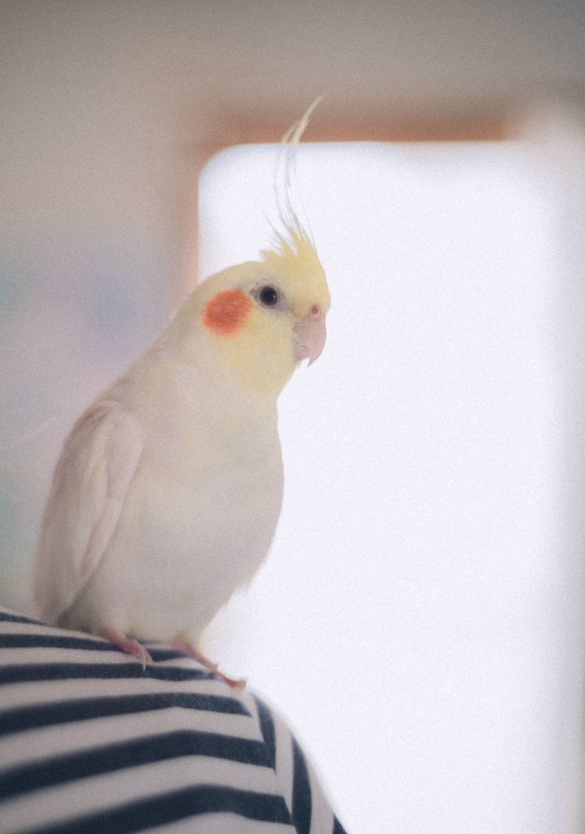 akkkk_1t's tweet photo. ねえまるちゃん

逃したかったわけじゃないんだよ。他に何も要らないと思うくらいこんなに会いたいんだよ。毎日想ってるよ。

いま心細いかもしれないけど、会えると信じて探し続けてるからね。まると生きていくことは絶対に諦めないからね。

お願い忘れないで

#インコ迷子
#探しています
#栃木県 https://t.co/2kSBRPy8SB